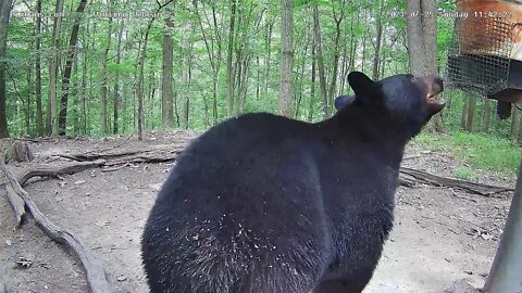 Hey buddy,we need that !! Wildlife cam 2 7/25/21