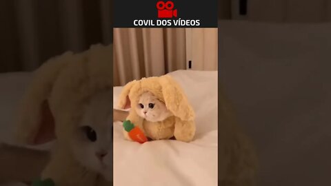 quem não tem coelho caça com gato