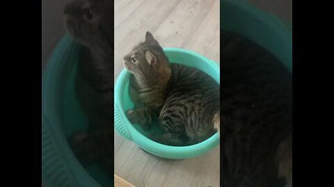 #shorts Смешные Коты Из Тик Тока 35 Funny Cats From Tiktok Funny Cats From TikTok