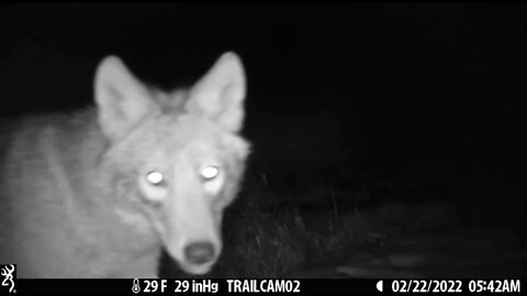 Coyote Biting Trail Cam. Then gets taken out.