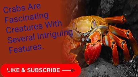 Crabs are fascinating creatures with several intriguing features.