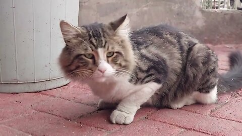 We Feed Street Cats Everyday Please Subscribe to Support Us