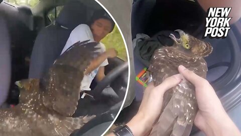 Eagle flies into man's car like 'some kind of National Geographic s—t'