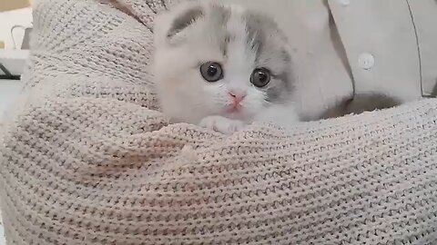 cute cat video