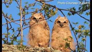 Annapolis group nurtures, documents wildlife, uses it as get-together