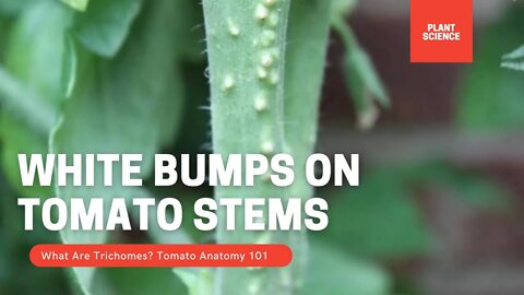 Why Do Tomato Stems Have White Bumps? Are The Hairs On Tomatoes Roots? | Gardening in Canada