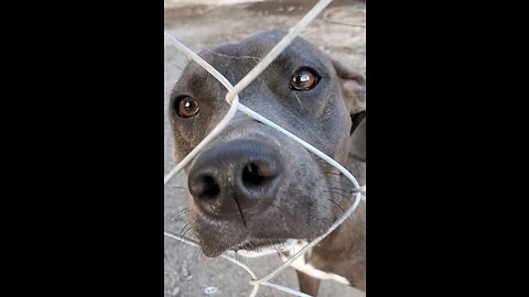 Tita Wants To Come Out And Play With Toro & Chuka