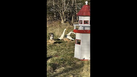 The Ducks by the lighthouse