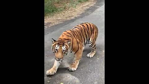 Tiger spoiling car