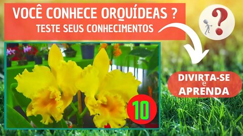 VOCÊ CONHECE ORQUIDEAS ? QUAL O NOME DESSA ORQUIDEA?DIVIRTA-SE IDENTIFICANDO ESSA ORQUÍDEA