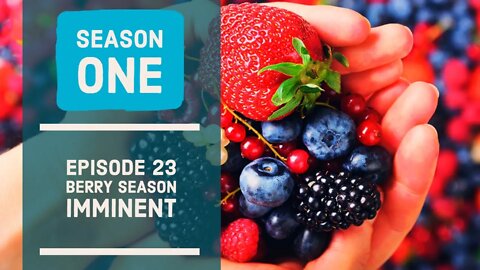 BERRY CROP IMMINENT. Season 1 - Ep23.