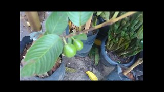 novas frutíferas produzindo em vaso fruta algodão doce goiaba framboesa carambola mel cabeludinha...