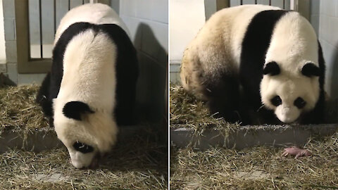 The beautiful birth of giant pandas twins