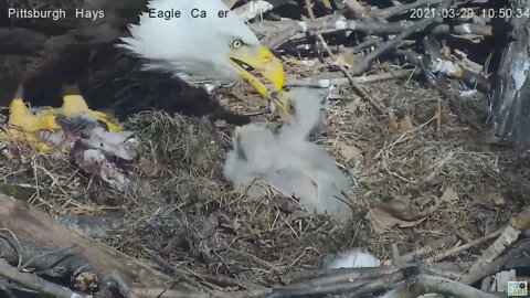 Hays Eagles H13 H14 H15 morning feeding by Mom 2021 03 29 10:48AM