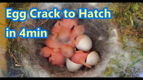 From Egg Crack to Hatching in 4 Minutes