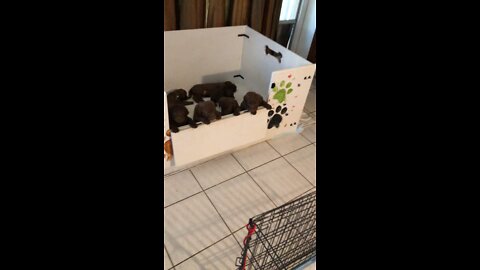 Almost 5 weeks old, feeding time fun!!