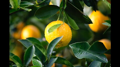 EP1 Fall Asleep Soundly in Minutes . Relax with soothing sound of rain on a lemon tree.