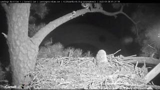 Dad Brings Mom Prey On Fairway Branch 🦉 3/28/22 05:21