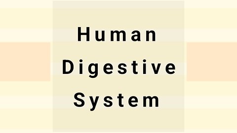 Human Digestive System