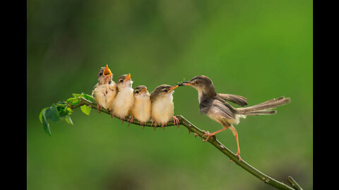 HOW TO FEED A BABY BIRD FIRST TIME