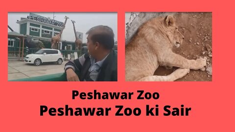 Animals World | A Visit to Peshawar Zoo | Peshawar Zoo ki Sair