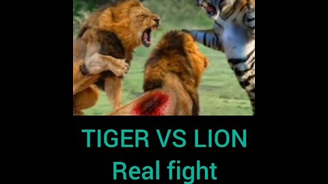 TIGER VS LION REAL FIGHT