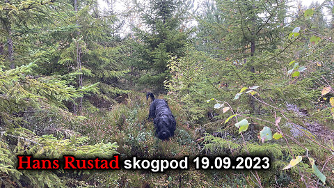 Skogpod 19. september 2023