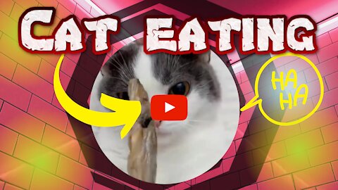 KITTEN EATING AND MAKING NOISE