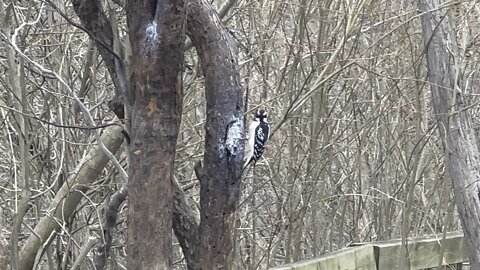 Hairy Wood Pecker