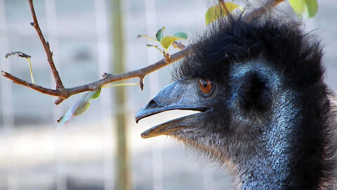 Emu