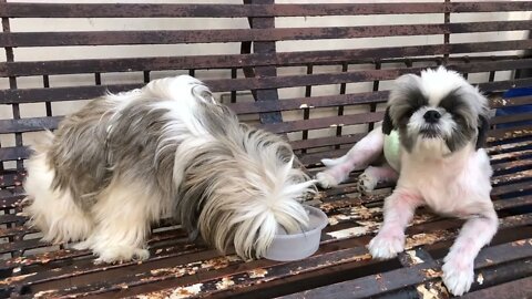 My Shih Tzu puppies drinking their most awaited water. Water is life!