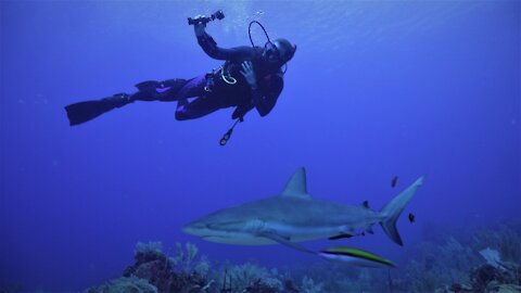 Scuba Diving with Sharks! (part 2)