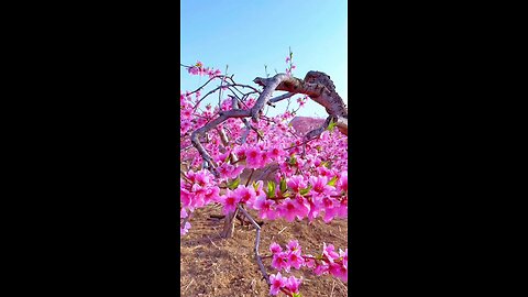 Witness the mesmerizing allure of these 4k flowers, where every petal comes to life