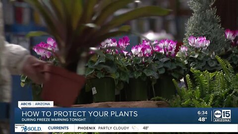 How to protect your plants