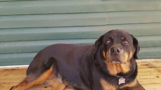 Gorgeous Rottweiler #rottweiler 💖