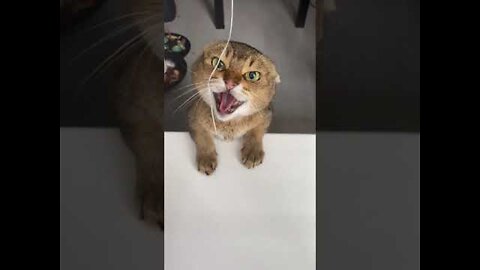 Cute angry cat video 2022