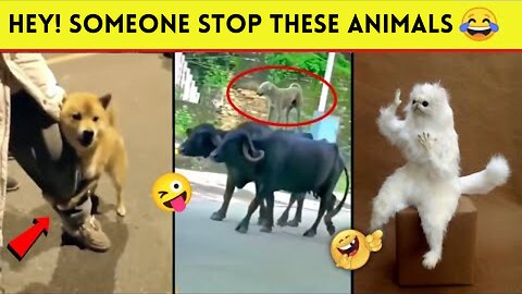 🤣😜 Funny Animal Videos 2023 | Comedy Colony