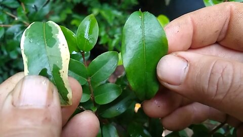 como fazer a jabuticabeira produzir mais rápido