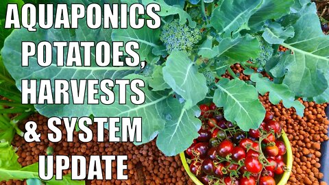 Aquaponics Potatoes, Harvests & Spring Update