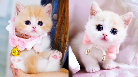 Funniest Cats🐱🐱😻😻😻 Cute❤