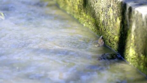 Frogs moving against water canal flow