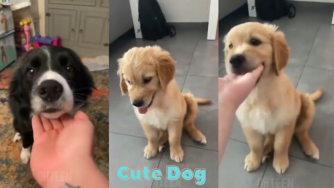 How do I teach my puppy not to bite.