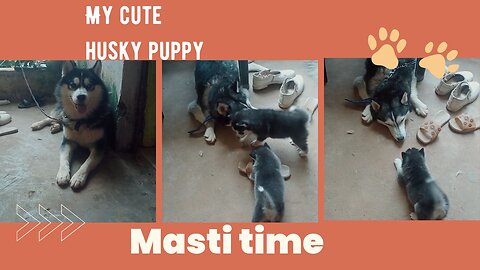 Cute husky funny video