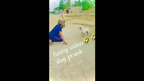 Funny video prank dog and boy🤣🤣