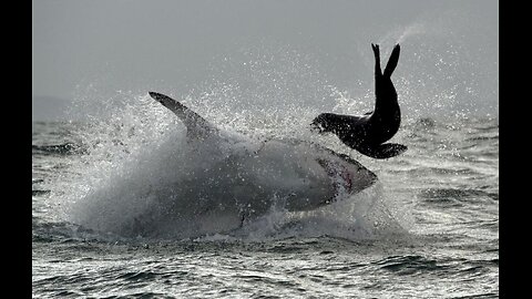 14 Ft Great White Consumes Victim in Multiple Attacks