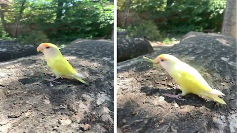 Beautiful and Smart Parrot