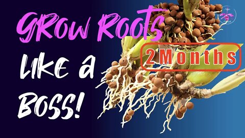 10 WEEKS from ZERO to POT BOUND 🙌🏼| How to GROW ROOTS like a BOSS! 🤩👍🏼Orchid Care for Beginners