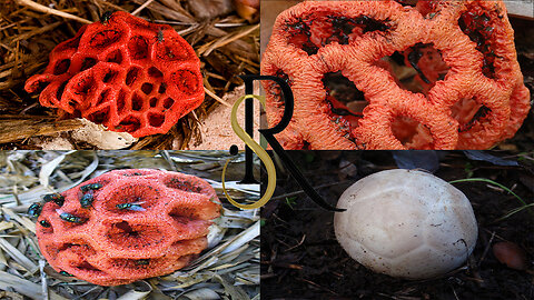 This Mushroom Fakes Its Own Death To Trick Flies - Scenic Reflections