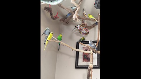 Parade of 9 Parrots