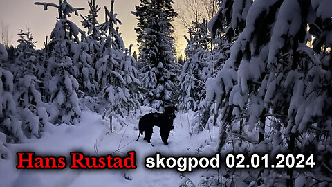 Skogpod 2. januar 2024